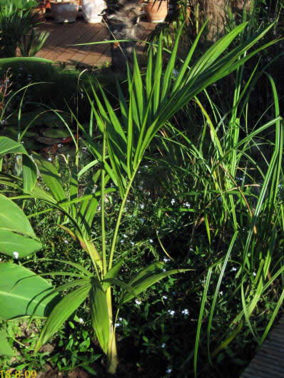 Archontophoenix cunninghamiana "illawarra"